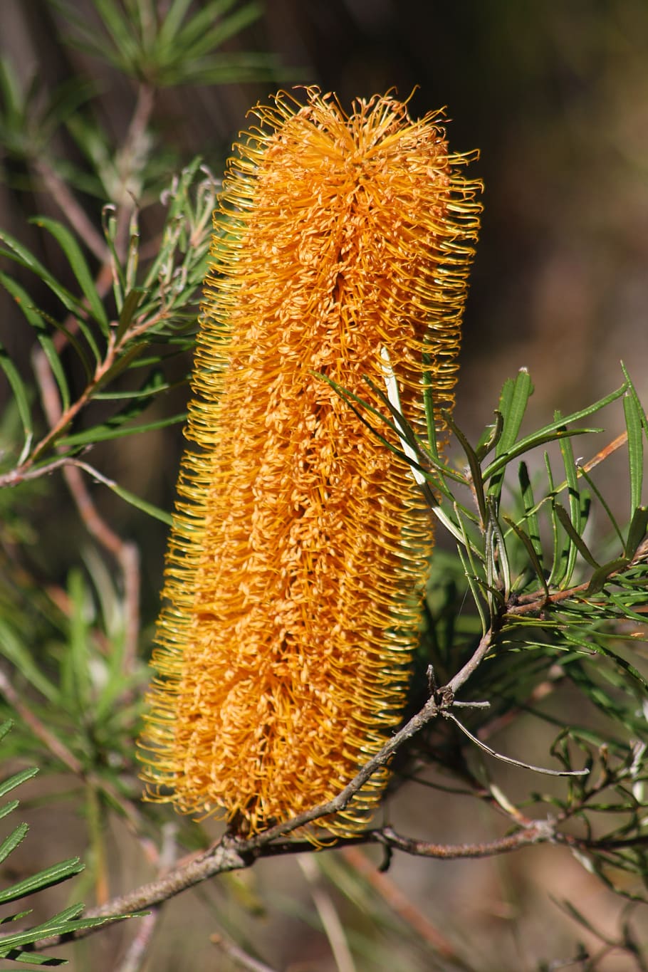 banksia, flower, yellow, australian, bush, nature, flora, wildlife, brisbane, adaptation