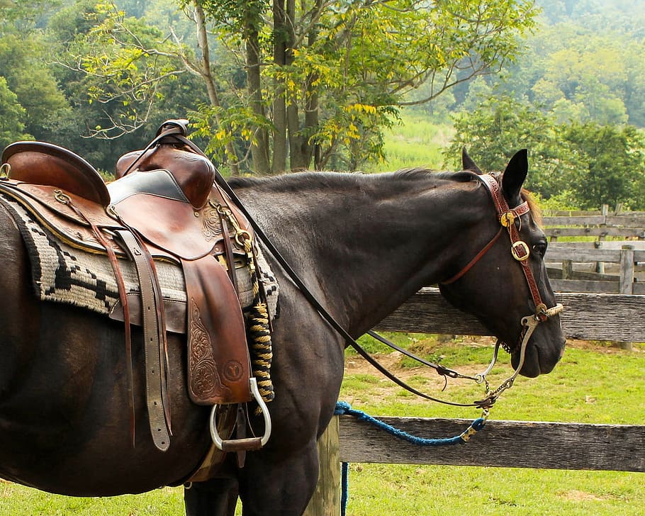 brown, horse, daytime, western saddle, pomel, horn, stirrup, cantle, seat, cinch