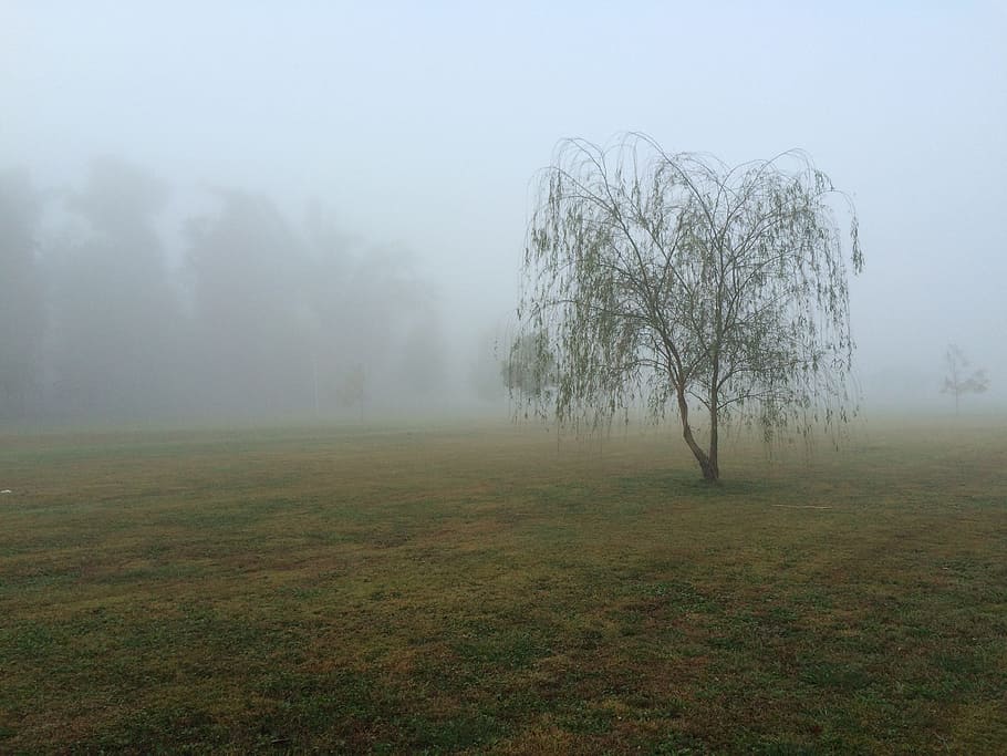 kess park, kentucky, mayfield, fog, willow, weeping, tree, environment, plant, tranquility