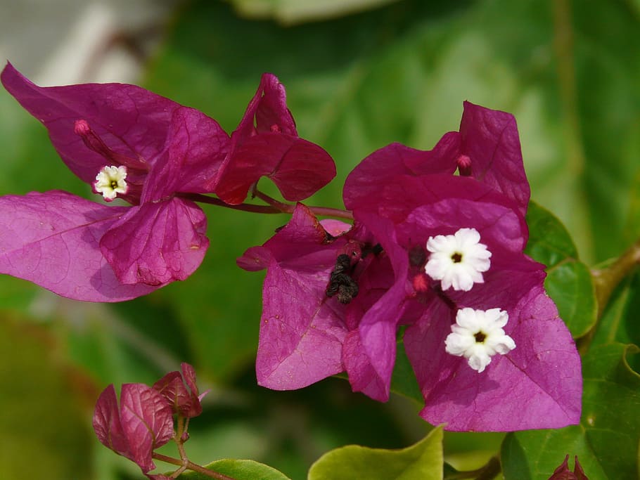 bougainvillea, flower, blossom, bloom, pink, bougainville, triple flower, four o'clock plant, nyctaginaceae, bouganville