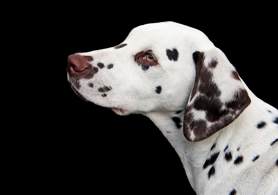 closeup, adult liver, white, dalmatian, dog, puppy, portrait, pet, animal, breed
