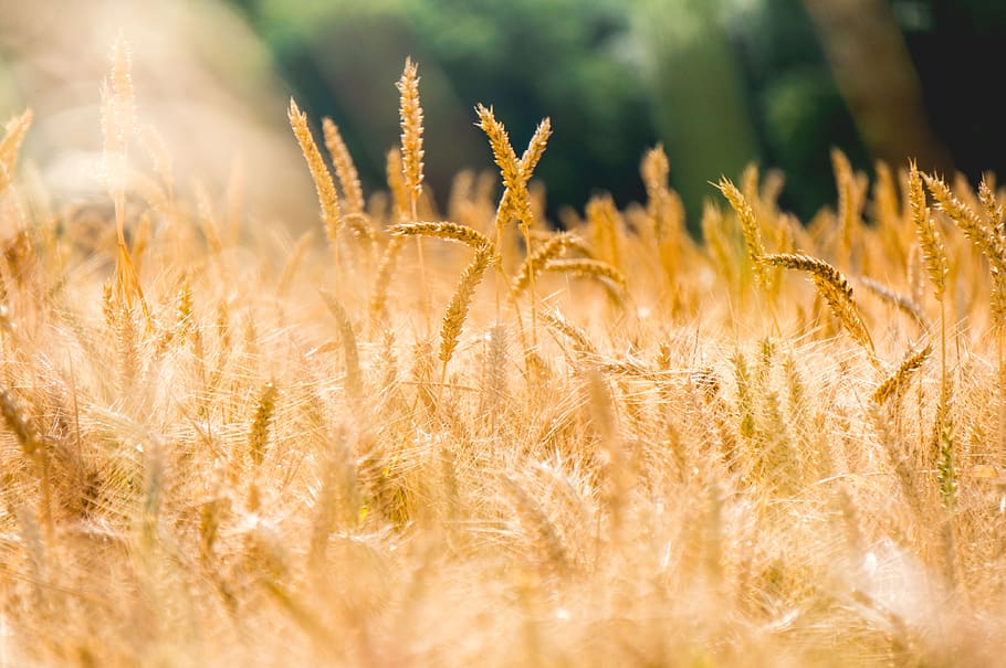 wheat, grass, agriculture, plant, nature, outdoor, blur, field, farm, crop