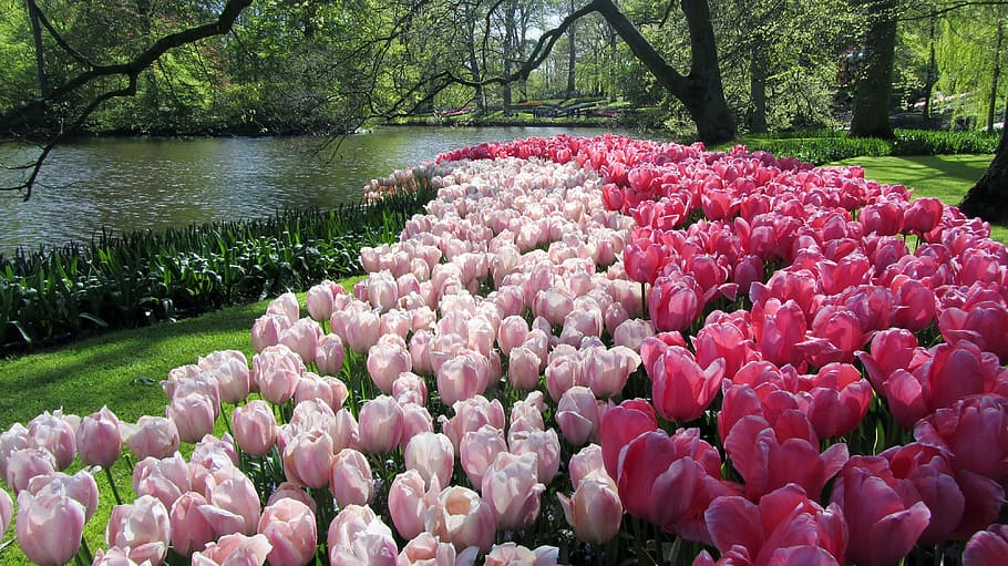 pink tulips lot, tulips, netherlands, keukenhof, spring, colors, nature, summer, beauty in nature, plant