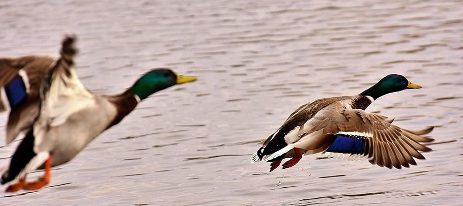 two, flying, white-black-and-green mallard ducks, ducks, mallards, flight, fly, wing, feather, plumage