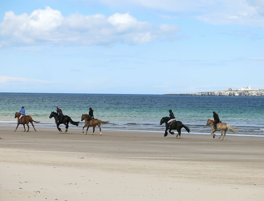 horse, riding, beach, northumberland, uk, ride, horseback, outdoors, sand, land