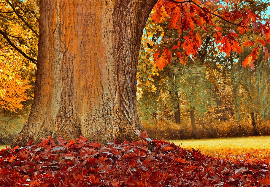 tronco, tribo, folhas, folhagem de outono, caixa de folhas, cor de outono, vermelho, carvalho vermelho, árvore caducifólia, quercus