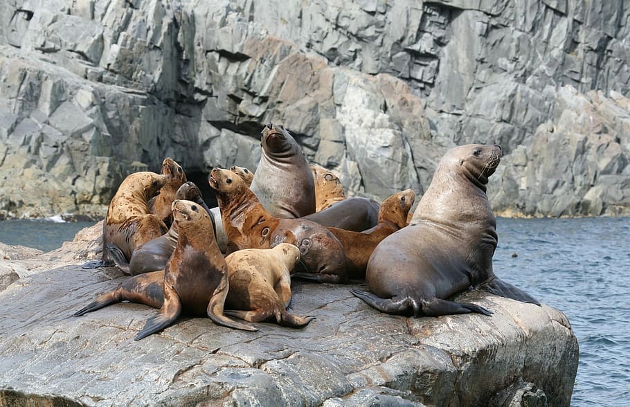 Sea Lions, Rookery, Harem, Cleaver, coast, sea ​​stones, ocean, seascape, vacation, kamchatka