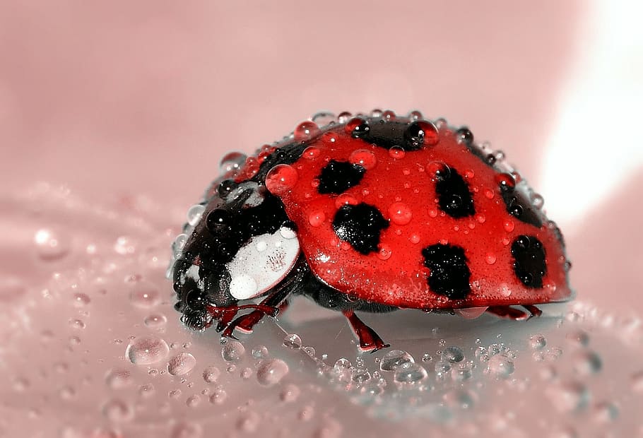 dangkal, fotografi fokus, merah, hitam, kumbang kecil, kumbang, serangga, jimat keberuntungan, poin, manik-manik