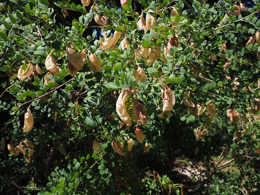 yellow bubble shrub, bush, colutea arborescens, fabaceae, faboideae, legume, tree, fruits, rispig, blow