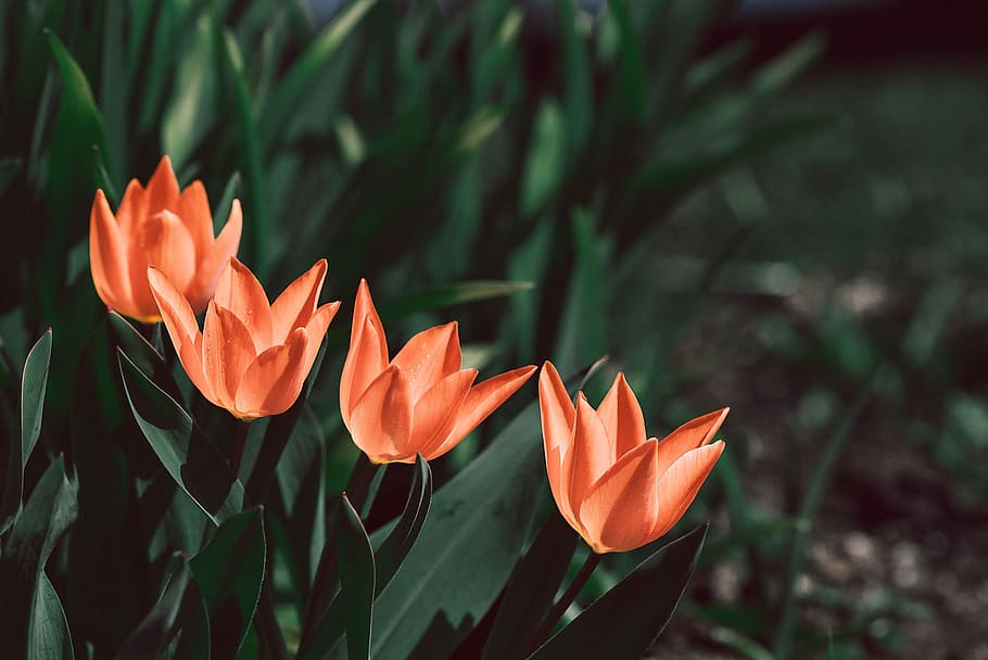 tulip, oranye, oranye tulip, mekar, taman, di taman, alam, flora, musim semi, kecil