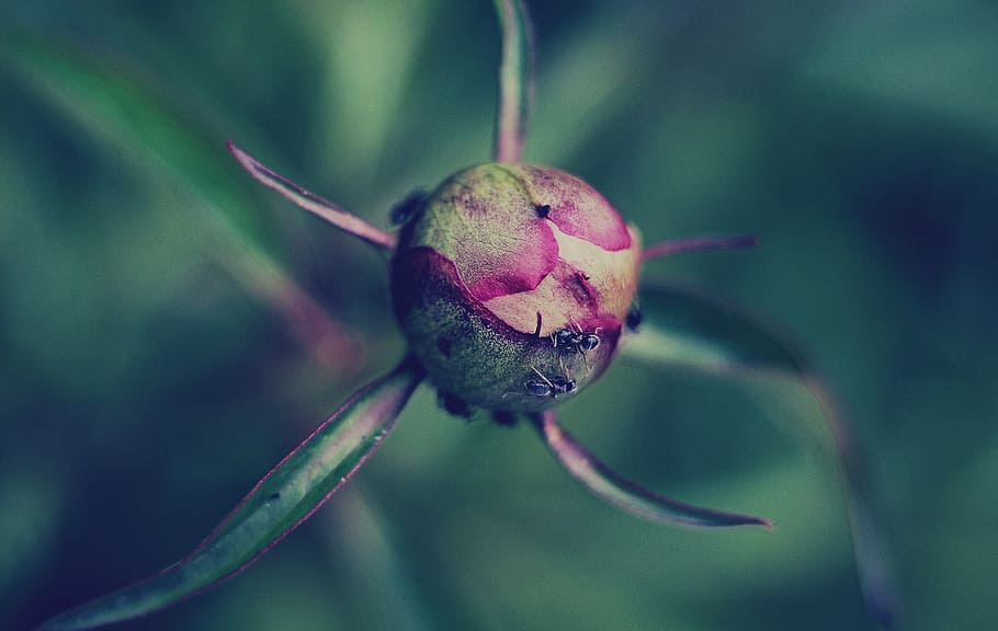 dragon fruit, selective, focus, photography, flower, bud, leaf, plant, nature, blur