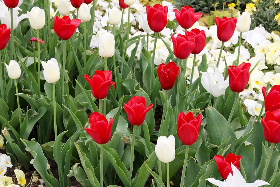 tulips, tulipa, tulpenzwiebel, breeding tulip, red, white, schnittblume, flower, flowering plant, plant