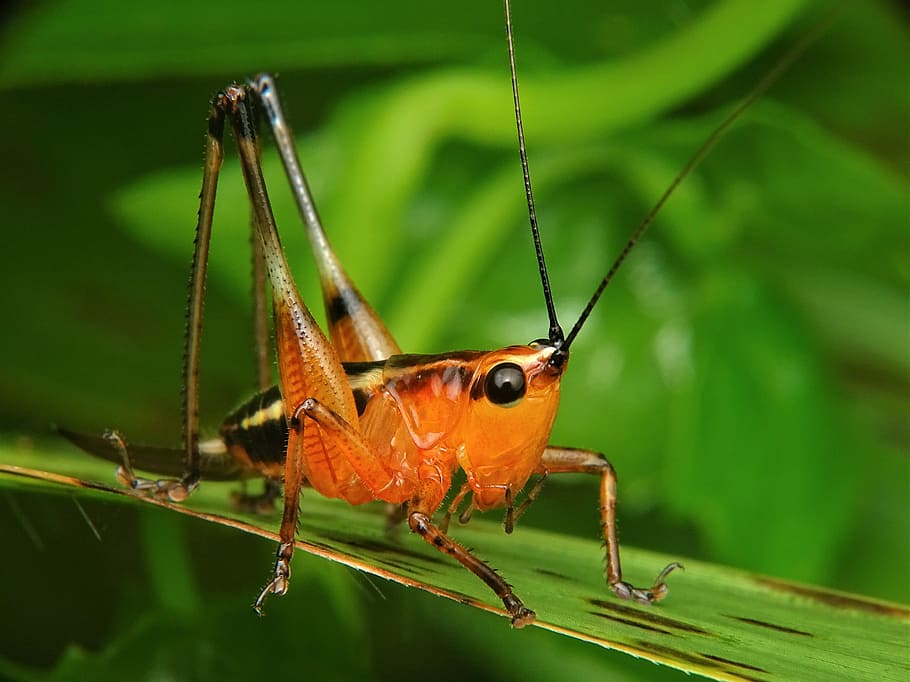 grasshopper, katydid, locust, praying, mantis, insect, nature, wildlife, antenna, animal