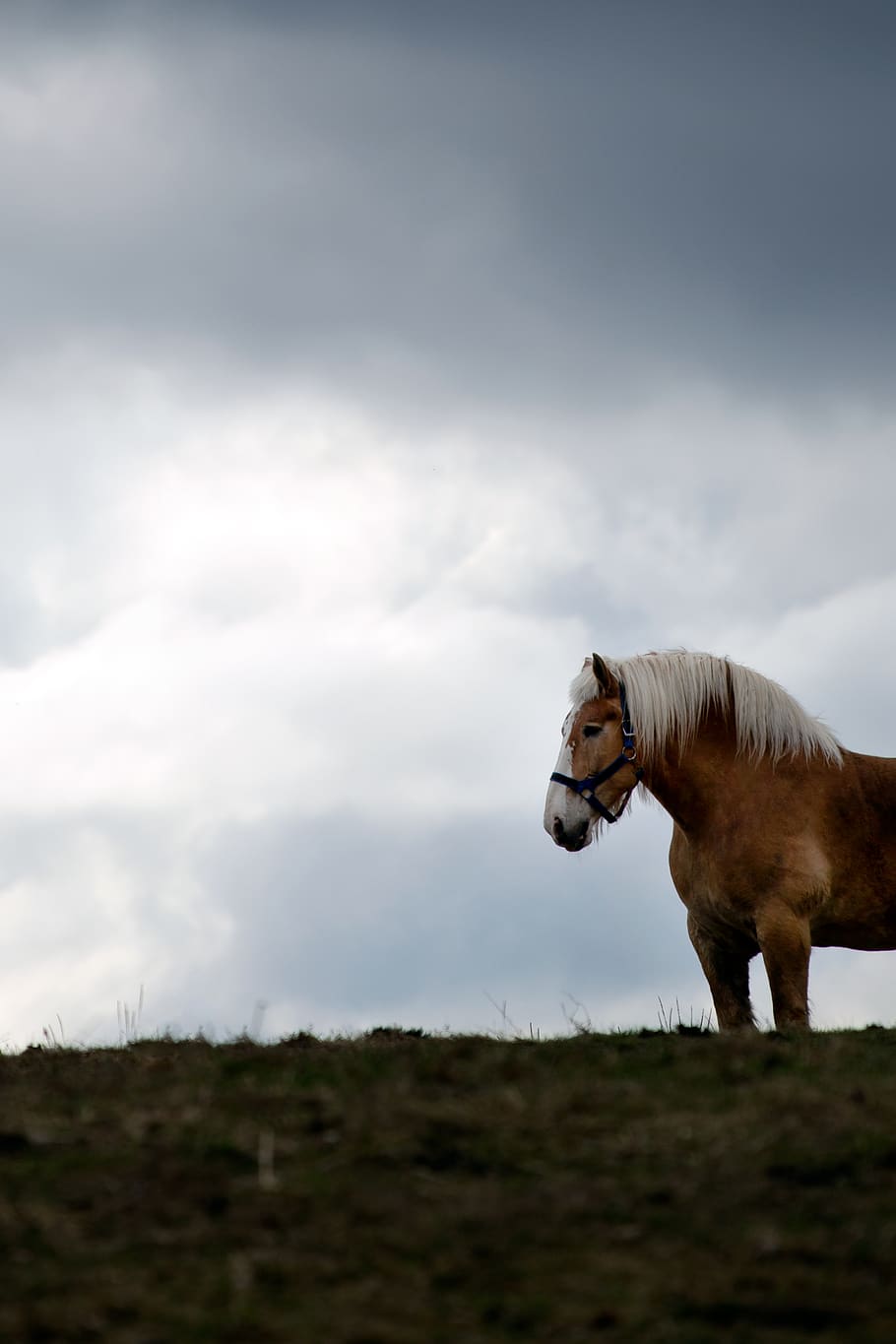 kuda, padang rumput, awan-awan, langit, tenang, rumput, penggembalaan, alam, melihat, hewan