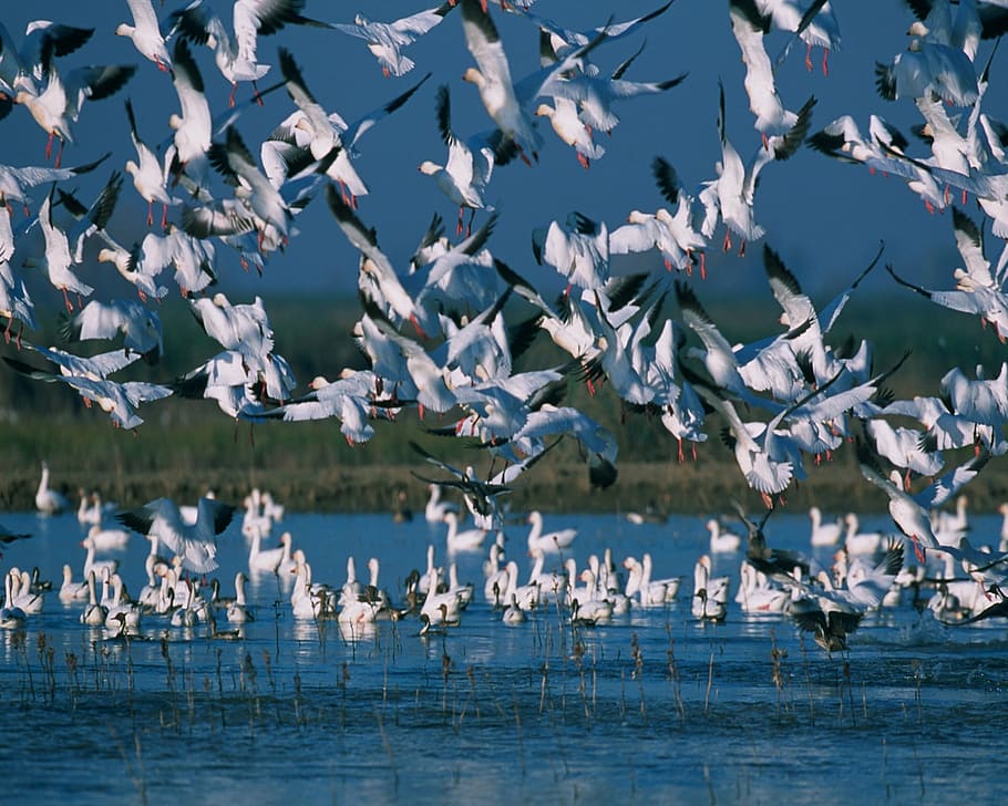 flock, white, birds, body, water, snow geese, flying, flight, mass, sky