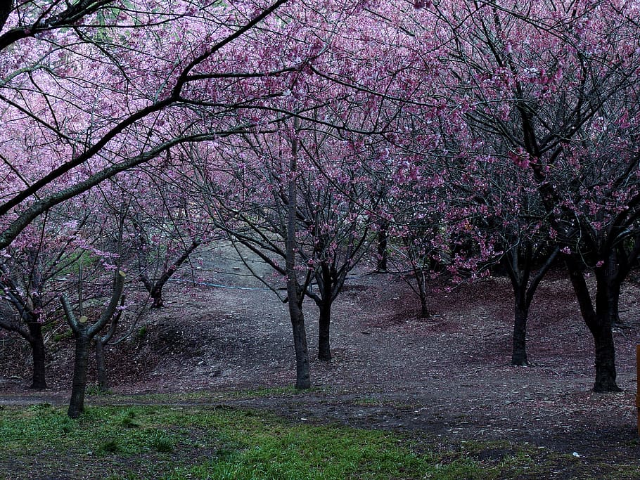 leafless, trees, grass, field, tree, plant, beauty in nature, growth, blossom, pink color