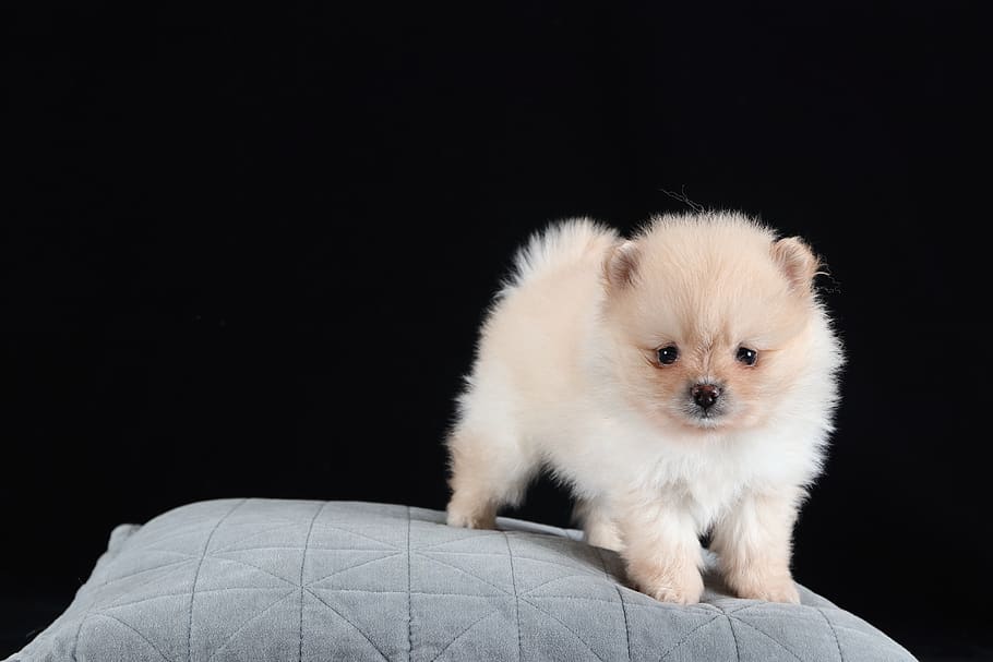 Pomerania, perro, marrón, blanco, bebé, raza, retrato, modelo de moda, encantador, mascotas