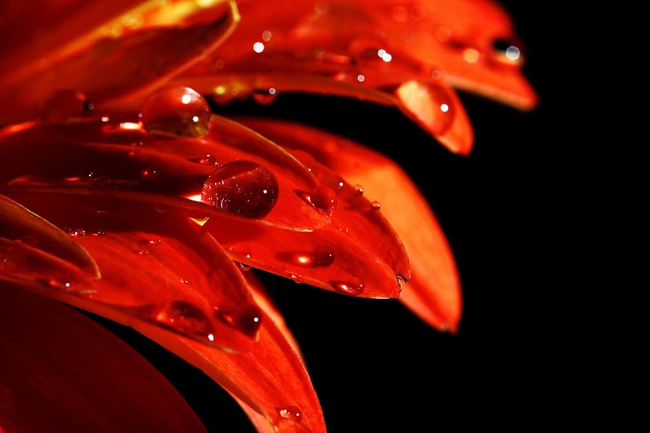 close-up photo, water, drops, red, petaled flower, micro, photography, flower, petals, macro