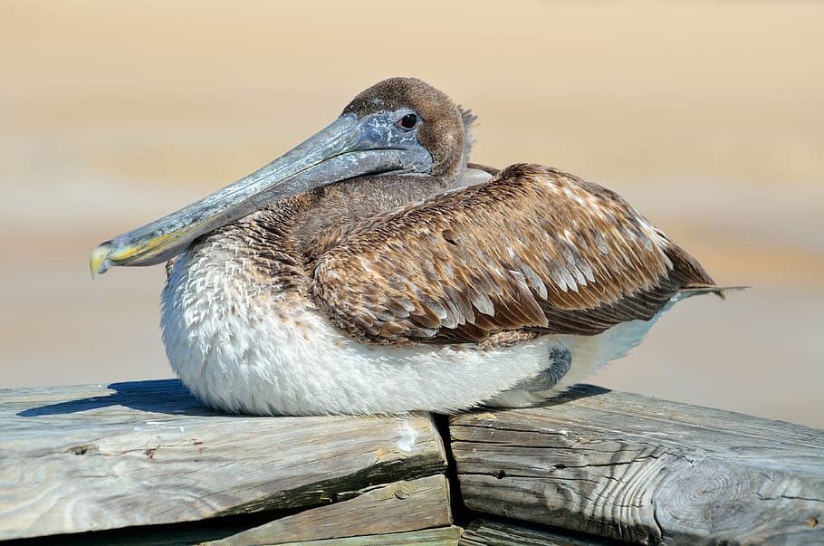 selective, focus photography, long-beaked, brown, gray, bird, pelican, avian, resting, nature