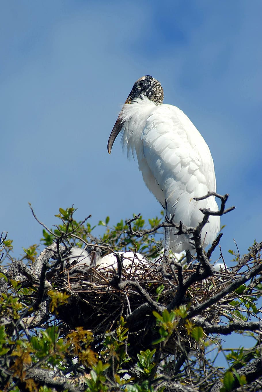 wood stork, nesting, nest, babies, tropical bird, bird, avian, nature, stork, white