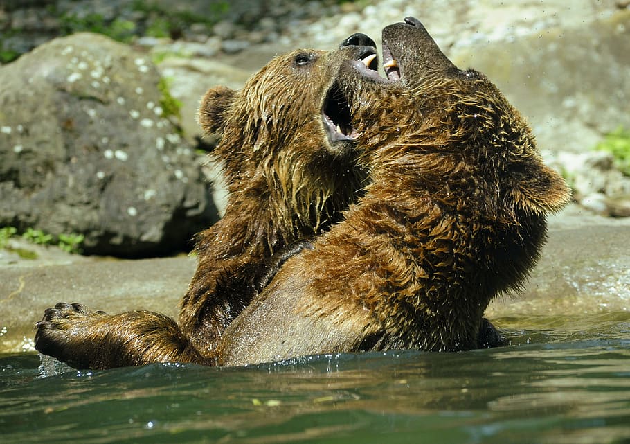 two, brown, bears, fighting, body, water, bear, brown bear, ursus arctos, zoo