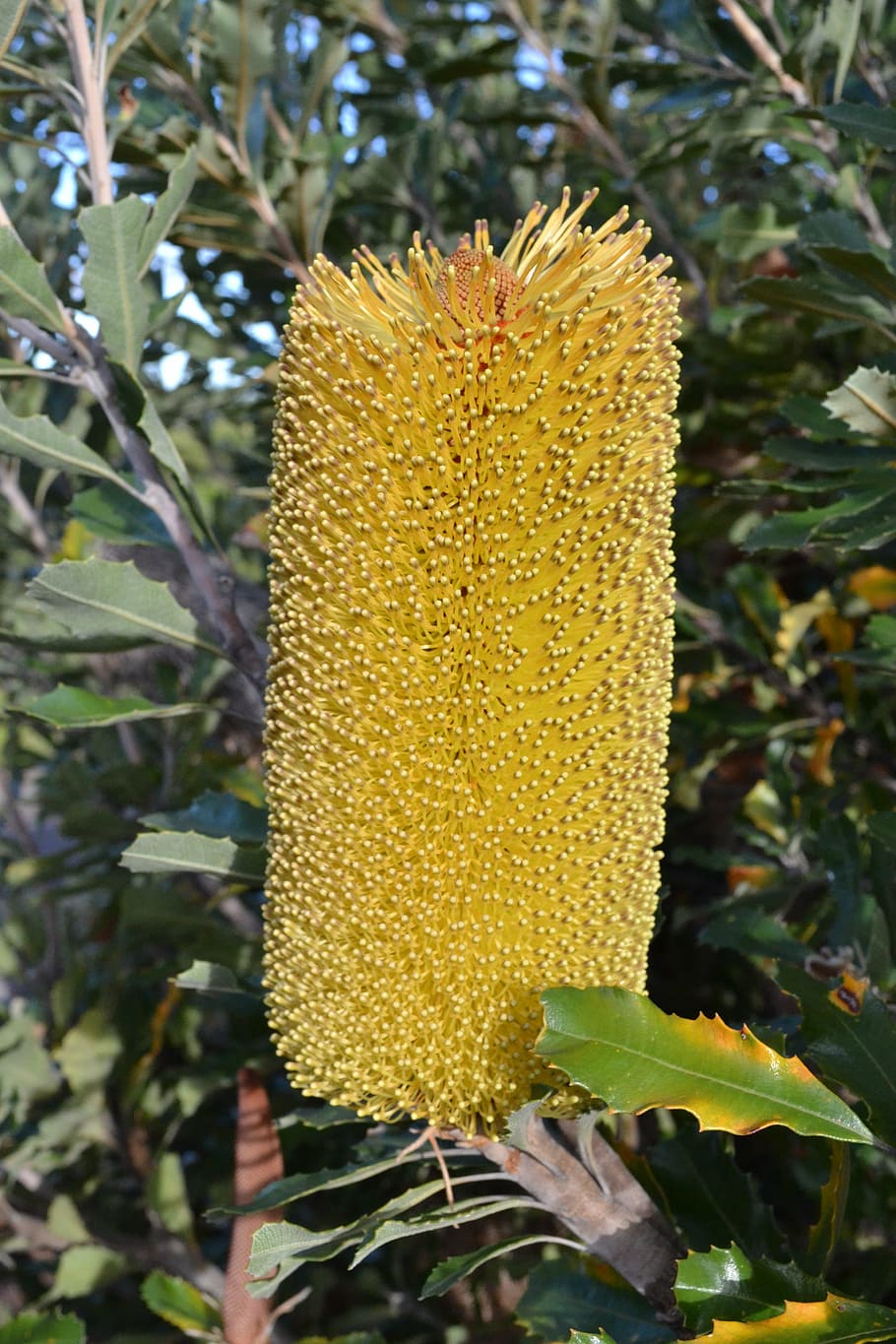 banksia, australia, flora asli, bunga, serrata, kuning, proteaceae, spike, tanaman, pertumbuhan