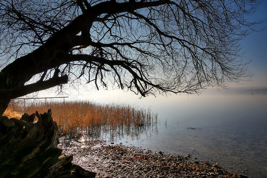 lake, ammersee, reed, tree, water, pebble, bank, landscape, nature, waters