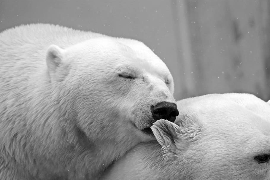 two, white, polar, bears, bear, teddy, sleep, lazy, rest, animal