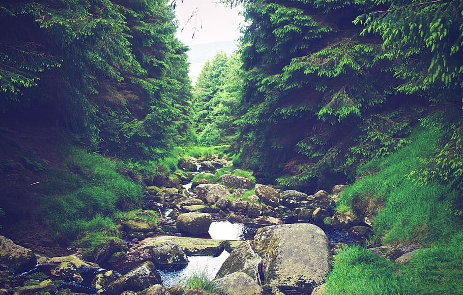 sungai, aliran, air, bebatuan, hiking, trekking, di luar ruangan, petualangan, alam, hijau