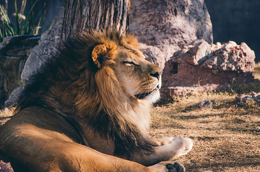 lion, sitting, front, rock formation, animal, african, mammal, predator, male, big cat