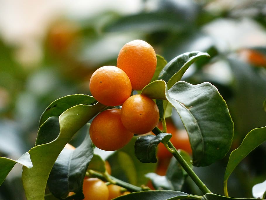 orange fruits, kumquats, tree, branch, leaves, fruits, fruit, fortunella, dwarf rind, orange