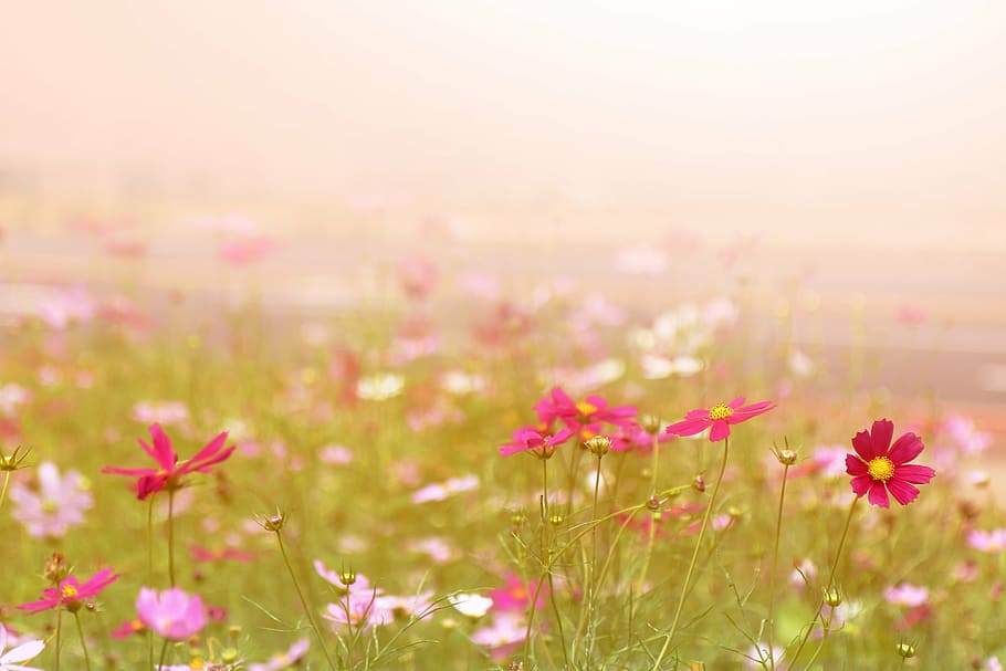 pink, red, cosmos flower photography, jeju island, jeju, olle gill, nature, travel, sea, sky