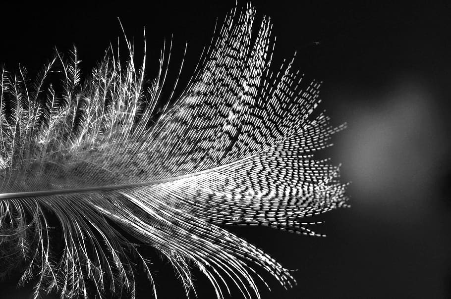 feather, bird, plumage, animal, flying, contrast, black-and-white photography, bw, black-and-white, plant