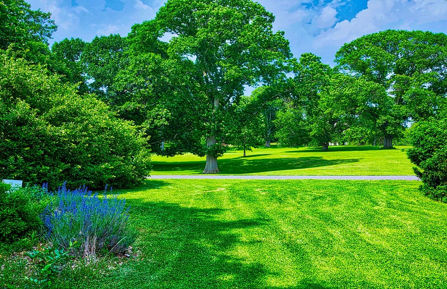 trees, arboretum, hdr, landscape, summer, plant, tree, green color, grass, beauty in nature
