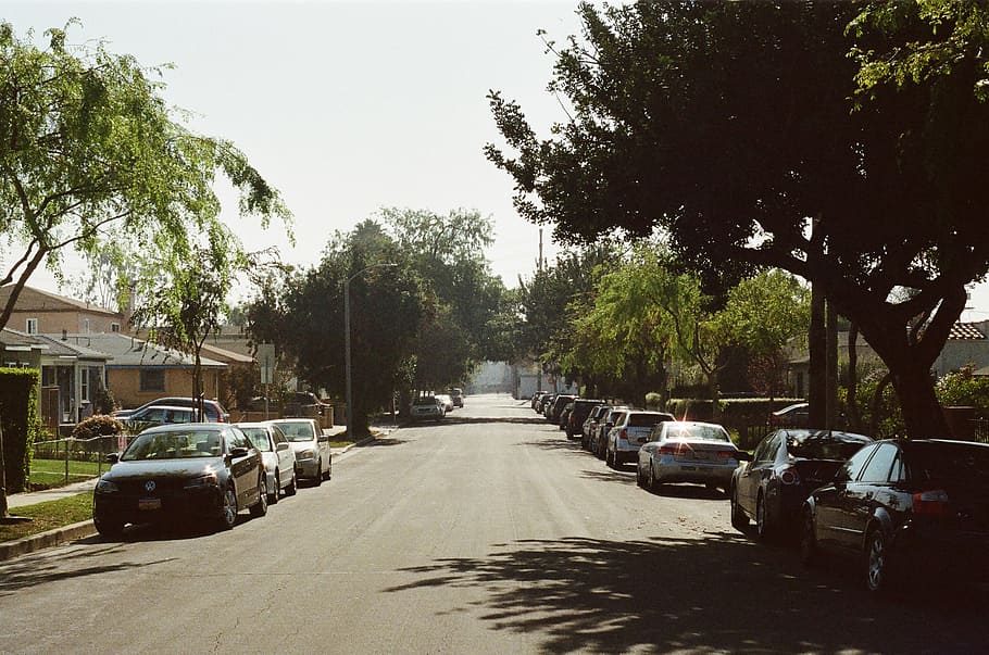 写真, 車, 駐車, コンクリート, 道路, 近く, 緑, 背の高い, 木, サンタモニカ