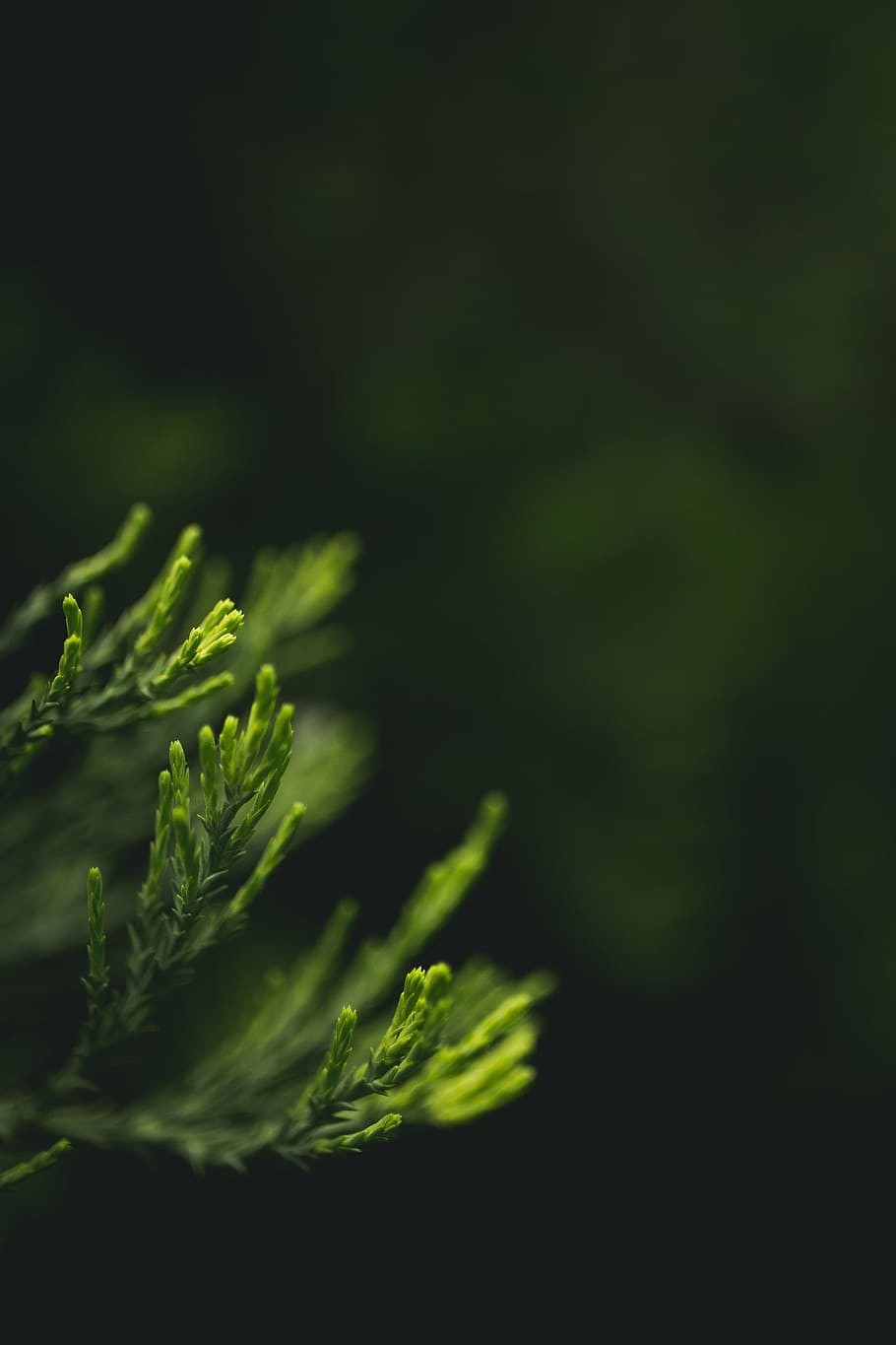 green leafed plant, close, photography, green, leafed, plant, nature, leaves, still, bokeh