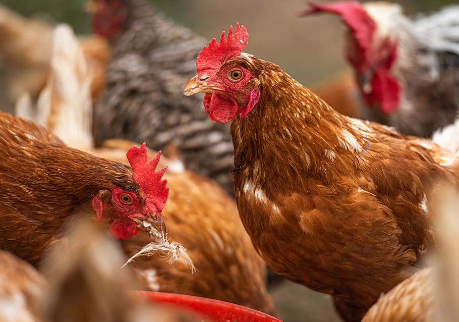 chickens droves, feeding, farm, hens, spout, range, poultry, agriculture, animal  husbandry, country life | Pxfuel