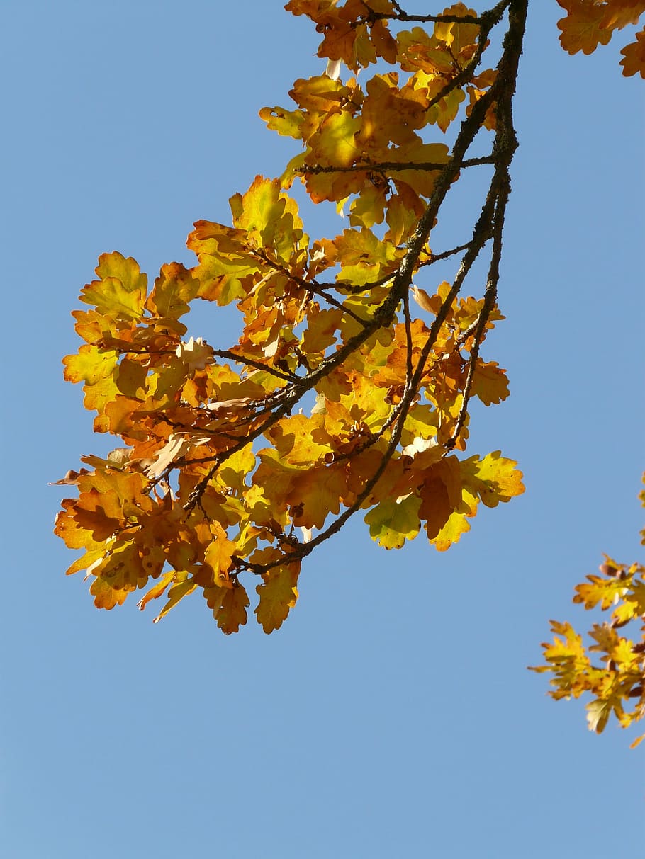 Leaves, Quercus, Sessile Oak, oak leaves, oak, quercus petraea, winter oak, golden autumn, golden october, autumn