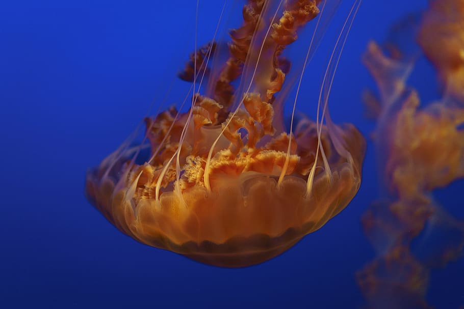orange jellyfish, jellyfish, aquatic, animal, ocean, underwater, blue, water, sea life, sea