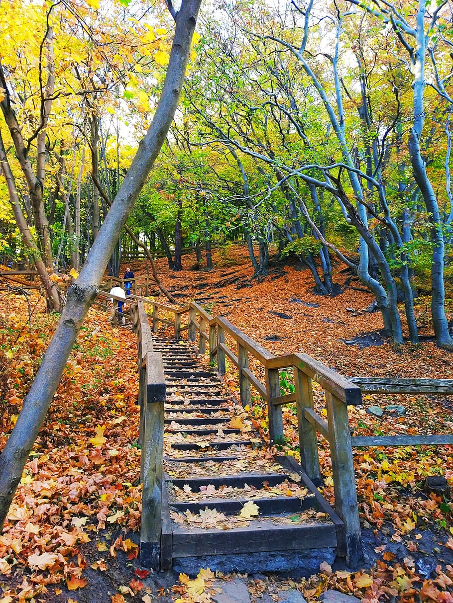 bosque, escalera, naturaleza, paisaje, actualización, hojas, parque, árbol, planta, otoño