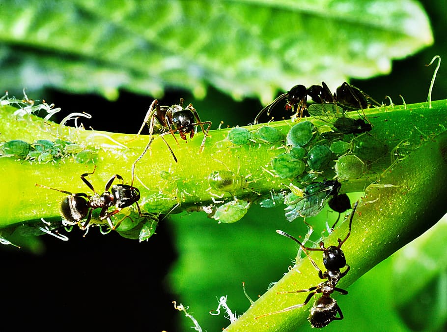hitam, semut peluru, hijau, daun, kutu daun, serangga, semut, reproduksi, alam, gembala