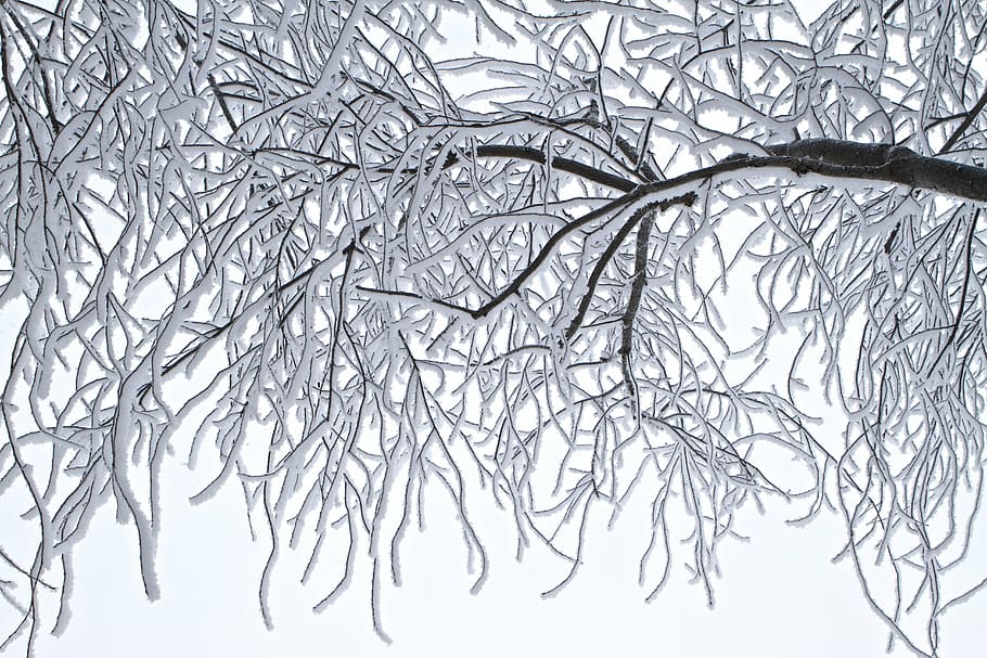putih, coklat, ilustrasi cabang pohon, pohon, embun beku, musim dingin, dingin, lanskap, es, luar ruangan