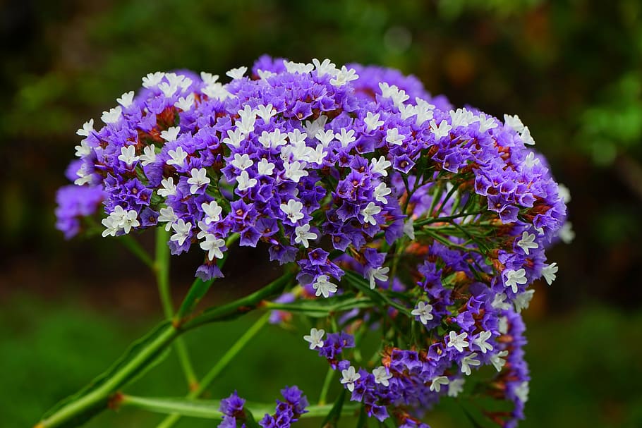 Lilac pantai bersayap, bunga, mekar, limonium sinuatum, lilac pantai, limonium, tanaman berakar timbal, plumbaginaceae, biru, violet