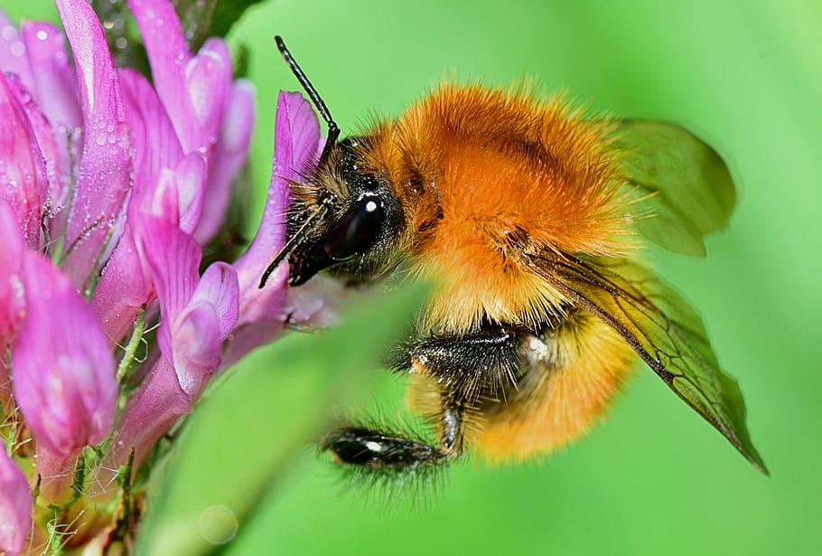 Alam, Bumblebee, Daun, Serangga, Makro, tumbuh-tumbuhan, keindahan, taman, serbuk sari, serangga bersayap