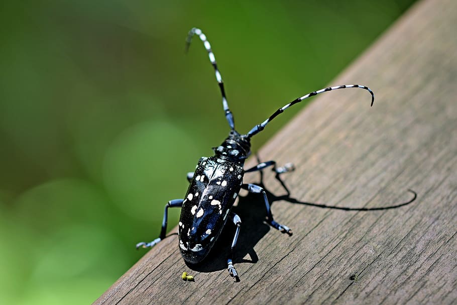 closeup, photography, black, white, horned, insect, closeup photography, black and white, alrak long-horned beetle, bug