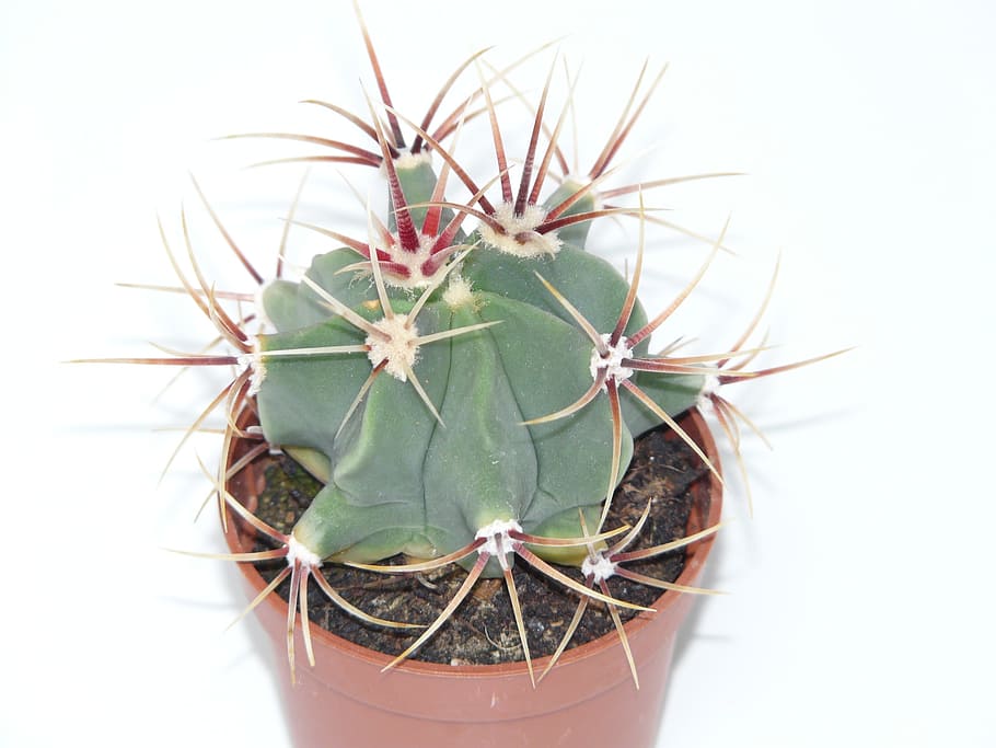 cactus, ferocactus latispinus, Cactus, Ferocactus Latispinus, ferocactus, cactus greenhouse, cactaceae, spur, prickly, plant, green