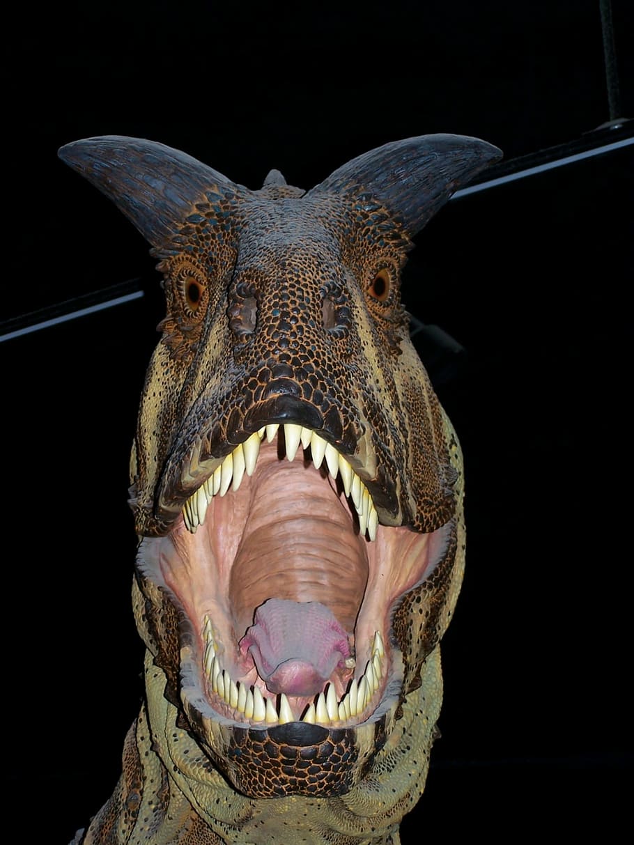 dinosaur, museum, carnivore, palaeontology, dangerous, teeth, predator, monstrous, exhibition, animal