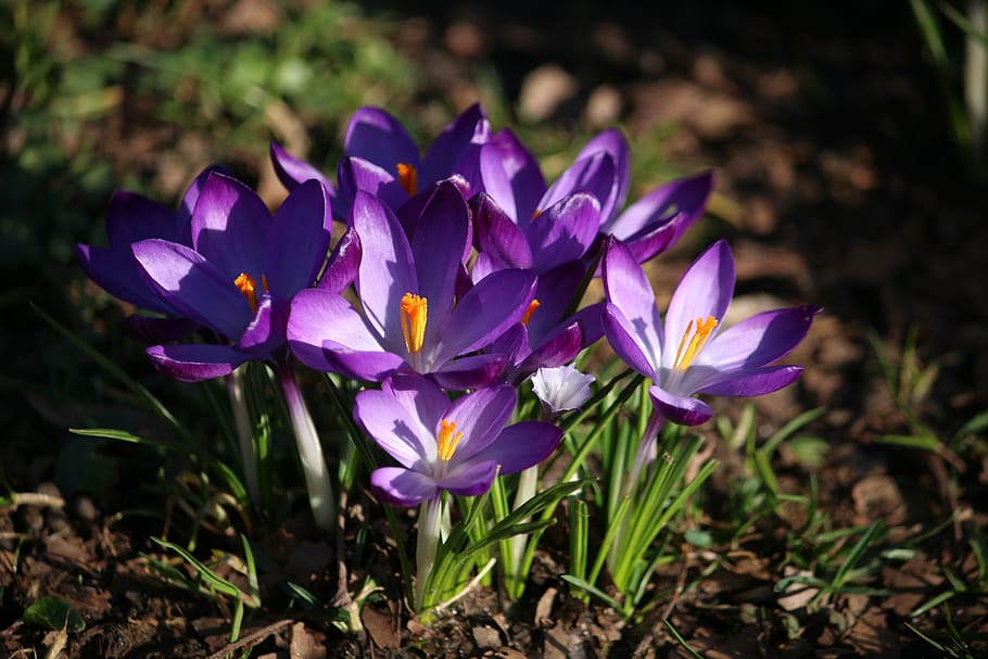 crocus, flowers, spring, spring flower, flower, flowering plant, plant, purple, freshness, petal