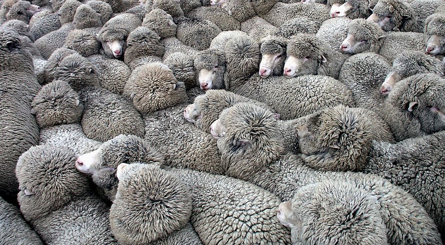 close, knit, group, herd of gray sheep, group of animals, large group of animals, animal themes, animal, mammal, animal wildlife