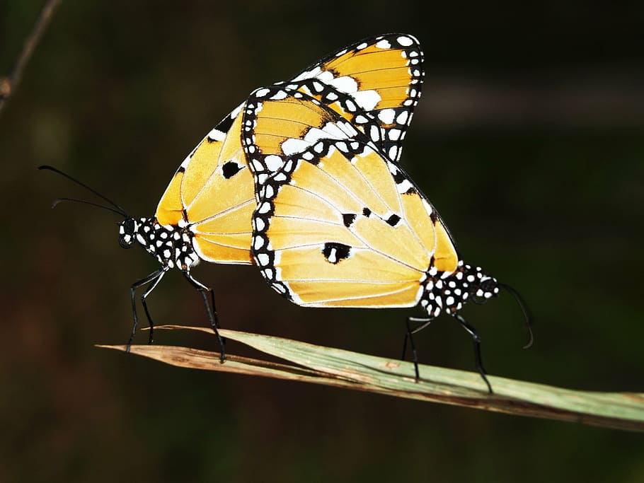 クローズアップ, 写真, 黄色と白, 斑点, 蝶の交尾, 翼, 黄色, 昆虫, 飛行, 分離されました
